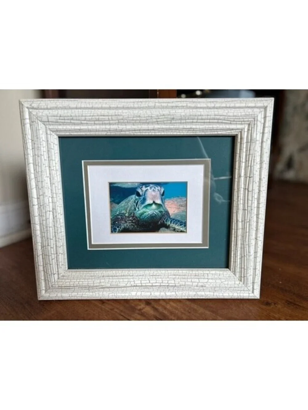 Framed Sea Turtle Photograph with Textured White Frame and Green Matting
